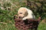 LABRADOR 1185